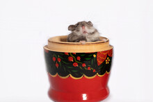 Mouse In A Cup
