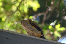 A Water Dragon Looks Over The Edge Of A Roof. A Backdrop Of Green Leaves Are Behind Him. His Black And Gold Markings, And Sharp Spines Running Down His Neck And Back, Are Clearly Visible.