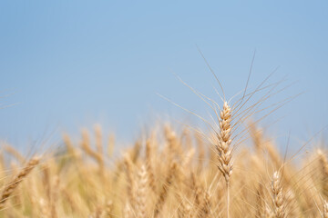 Wall Mural - Gold color ear of barley in organic barley field.