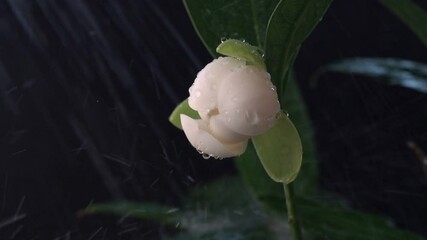 Wall Mural - White magnolia flowers and leaves on black background and water from slow motion watering plants.