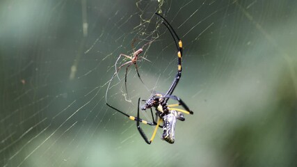 Golden orb-web spider on a web