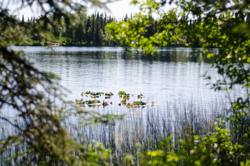 Pond in Alaska