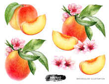 Peaches Set With Flowers And Leaves Watercolor Illustration Isolated On White Background