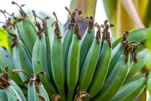 Bunch Of Unripe Bananas Close-up