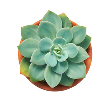 Echeveria Elegans, Echeveria Cactus, Succulent Plant In Clay Pot, Top View, Isolated On White Background With Clipping Path
