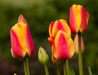 Wall Mural - tulips on the garden at spring.