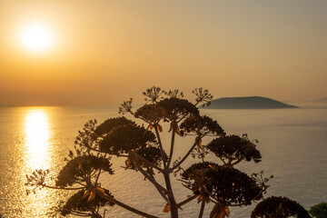 Plant silhouette with scenic sunset at sea