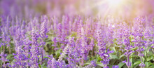 Lavender Flowers At Sunlight And Blur Background. Lavender Field Banner Design.