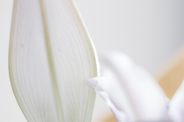 Abstract white minimal flower background with waves and blurred backdrop. Elegant minimal close-up