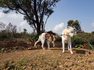 Poster - Cani a passeggio