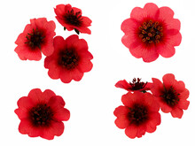 Red Cinquefoil Flowers