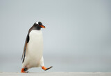 Gentoo penguin walking on a sandy beach