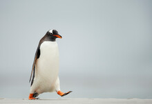Gentoo Penguin Walking On A Sandy Beach