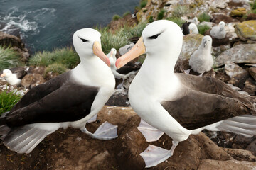 Wall Mural - black-browed albatrosses on the coast of the falkland islands