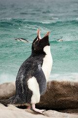 Wall Mural - close up of a sothern rockhopper penguin calling