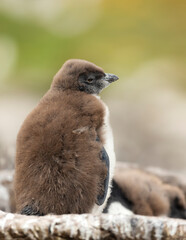Wall Mural - close up of a rockhopper penguin chick
