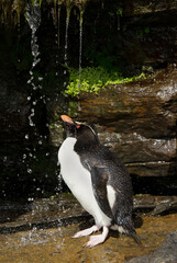 Wall Mural - southern rockhopper penguin taking shower under a stream of water