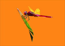 Low Poly Bold Framed Art Of A Red Dragonfly In High Details. Vector Animal Triangle Geometric Illustration. Abstract Polygonal Art. With Orange Color Background.