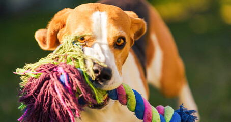 Wall Mural - Beagle dog runs in garden towards the camera with colorful toy. Sunny day dog fetching a toy.