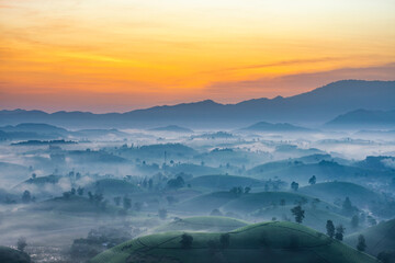 Wall Mural - Sunrise in Tea hills in Long Coc highland, Phu Tho province in Vietnam