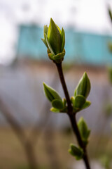 Early spring in the garden, young leaflets bloom on tree branches