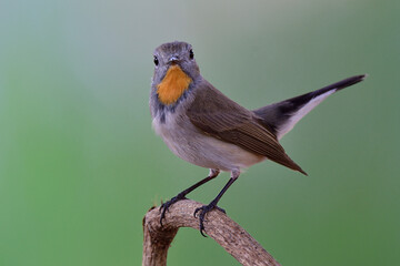 Wall Mural - Beautiful male Taiga or red-throated flycatcher (Ficedula albicilla) nicely perching on thin branch showing its orange marking feathers