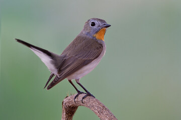 Wall Mural - Red-throated or Taiga flycatcher (Ficedula albicilla) beautiful brown bird with bright orange feathers on its neck