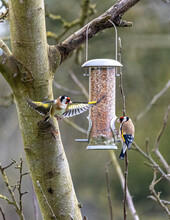 Goldfinch Flying To A Feeder