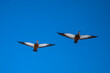 Two ducks fly in the blue sky