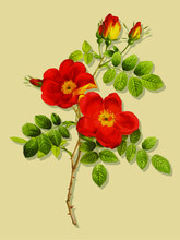 Illustration Vectorielle D'une Rose églantine Avec Sa Tige Et Ses Feuilles Isolée Sur Fond Beige