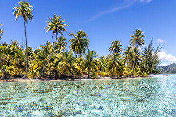 Sticker - Plage paradisiaque à Taha'a, Polynésie française