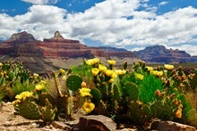The Grand Canyon And Flowering Cactus On A Sunny Day. 
Bright Angel Trail, Grand Canyon National Park, Arizona.