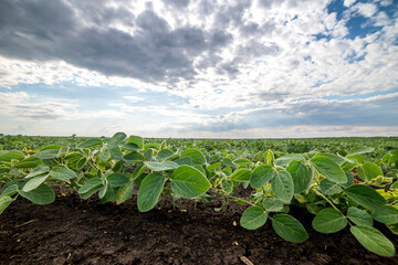 Wall Mural - Soybean field ripening at spring season, agricultural landscape