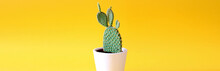 Bunny Ears Cactus Isolated On Yellow Background