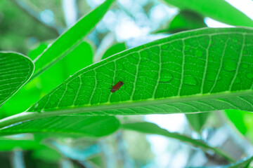 Wall Mural - A beetle crawls on a large green leaf in the jungle