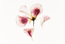 Dried Flowers On The White Background