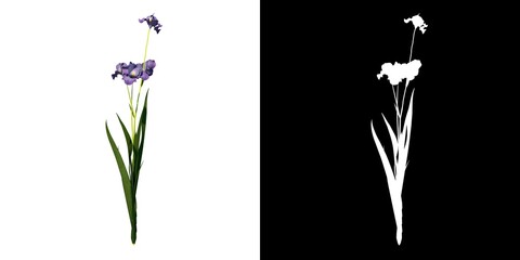 Front view of Plant Flower (Iris tectorum roof iris 2) Tree png with alpha channel to cutout made with 3D render 