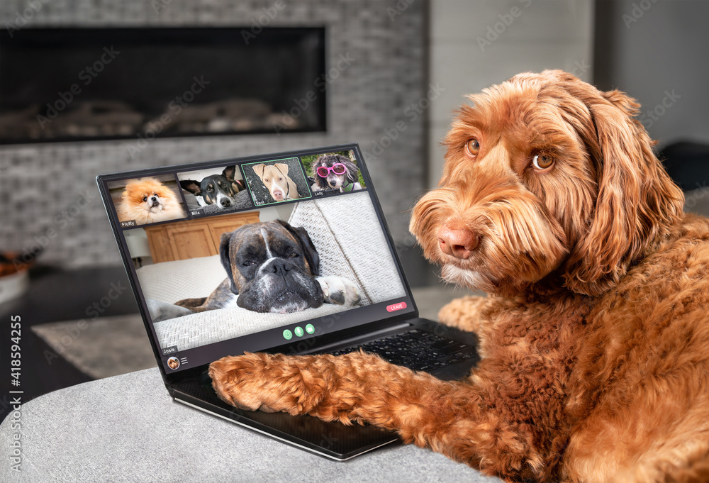 Dog talking to dog friends in video conference. Group of dogs having an online meeting in video call using a laptop. Labradoodle, Boxer, Poodle and Pomeranian chatting online. Pets using a computer. - obrazy, fototapety, plakaty 