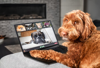 Dog talking to dog friends in video conference. Group of dogs having an online meeting in video call using a laptop. Labradoodle, Boxer, Poodle and Pomeranian chatting online. Pets using a computer.