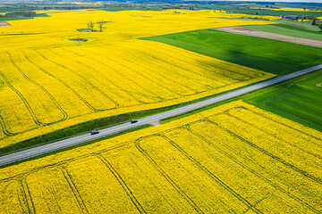 Wall Mural - agriculture in poland. blooming rape field in spring, aerial view