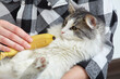 © tugolukof - cat with banana