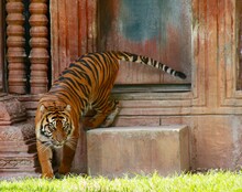 Tiger On A Fence