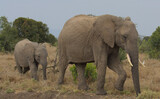 Fototapeta Natura - mother and baby african elephant walking together in the wild Ol Pejeta Conservancy Kenya