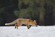 © Vaclav - Red fox, Vulpes vulpes, ferrets about prey. Orange fur coat animal hunting in winter nature. Fox running in snow on meadow. Wildlife scene from Europe. Habitat Europe, Asia, North America.