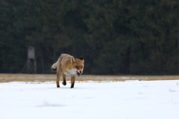 Wall Mural - Red fox, Vulpes vulpes, ferrets about prey and licks snout. Orange fur coat animal hunting in winter nature. Fox running in snow on meadow. Wildlife scene. Habitat Europe, Asia, North America.