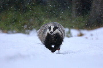 Wall Mural - European badger, Meles meles, in fast run in forest during snowfall. Hunting animal runs in snow with all legs in the air. Wild animal in nature. Habitat Europe, Western Asia.