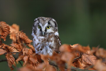 Wall Mural - Boreal owl, Aegolius funereus, perched on beech branch in colorful forest. Typical small owl with big yellow eyes covered by orange leaves. Known as Tengmalm's owl. Habitat Europe, Asia, N. America.