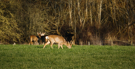 roe deer feeding in a field of green winter grass