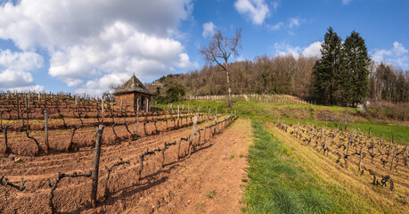 Poster - Voutezac (Corrèze, France) - Vue panoramique du vignoble