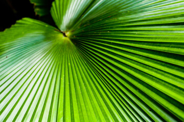 close up of palm leaf